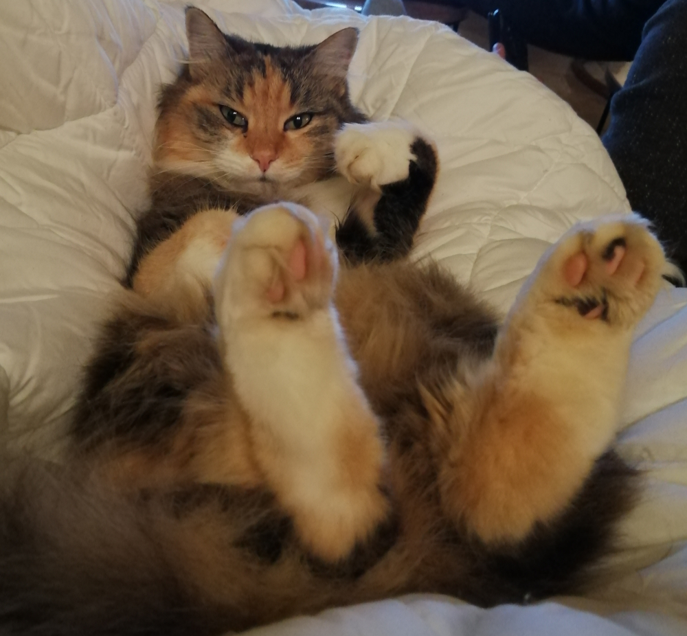 Programme Sales bêtes